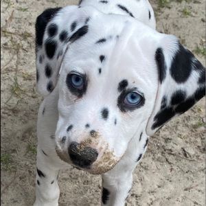 Meet your Posher, Nina